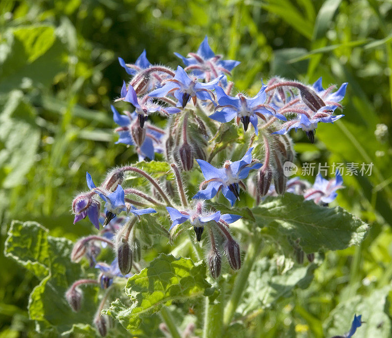 琉璃苣(Borago officinalis)